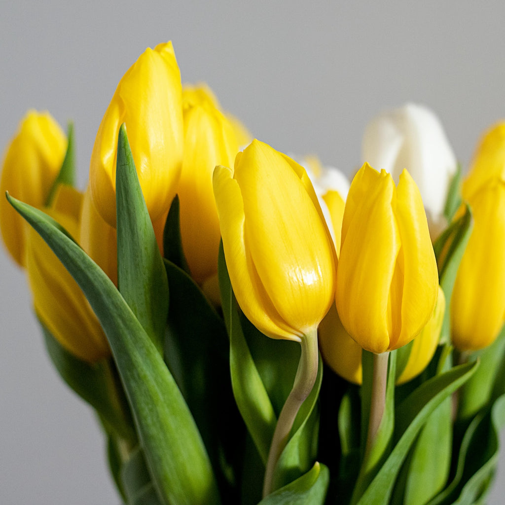 Gele tulpen