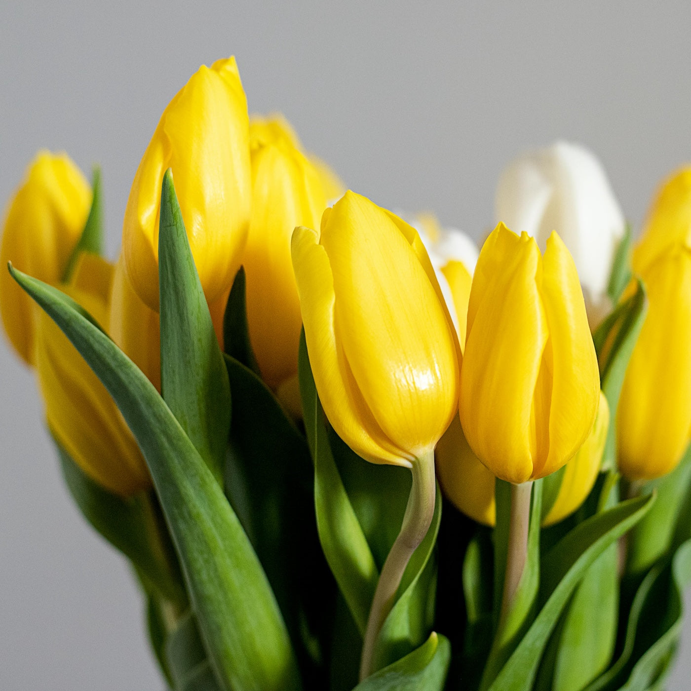 Gele tulpen