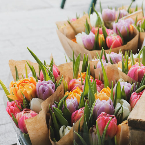 Kleuren mix tulpen