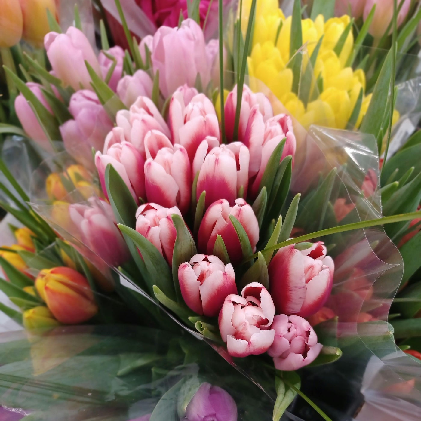Kleuren mix tulpen