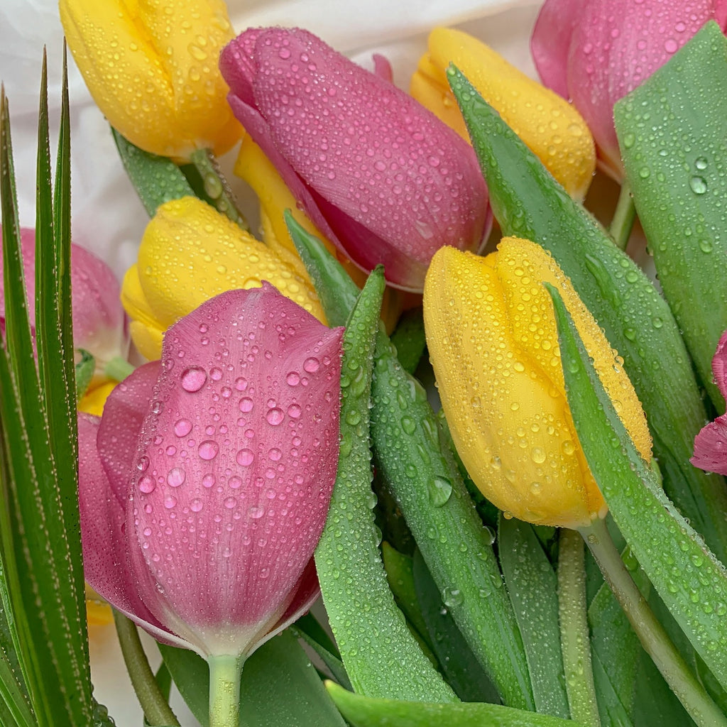 Kleuren mix tulpen