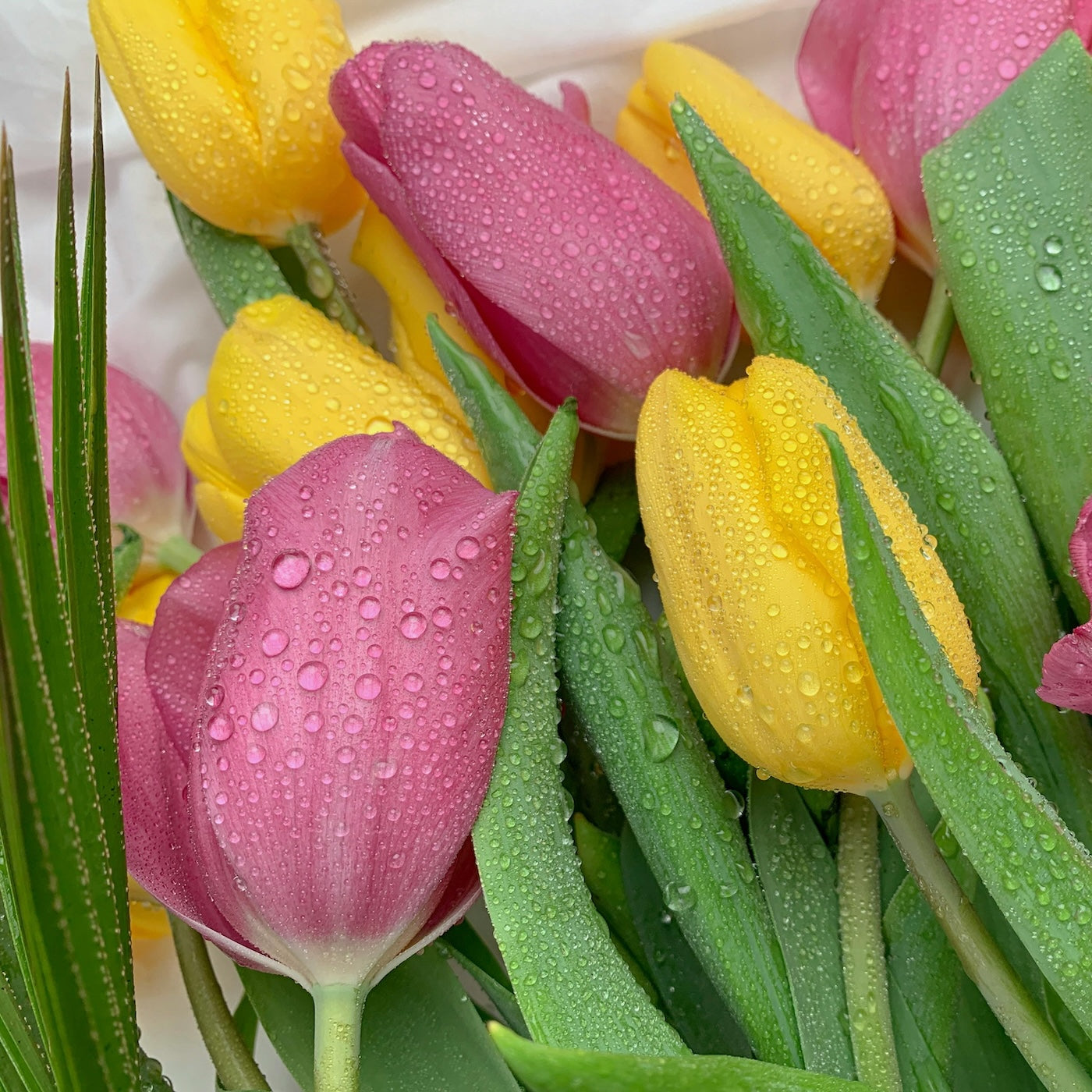 Kleuren mix tulpen