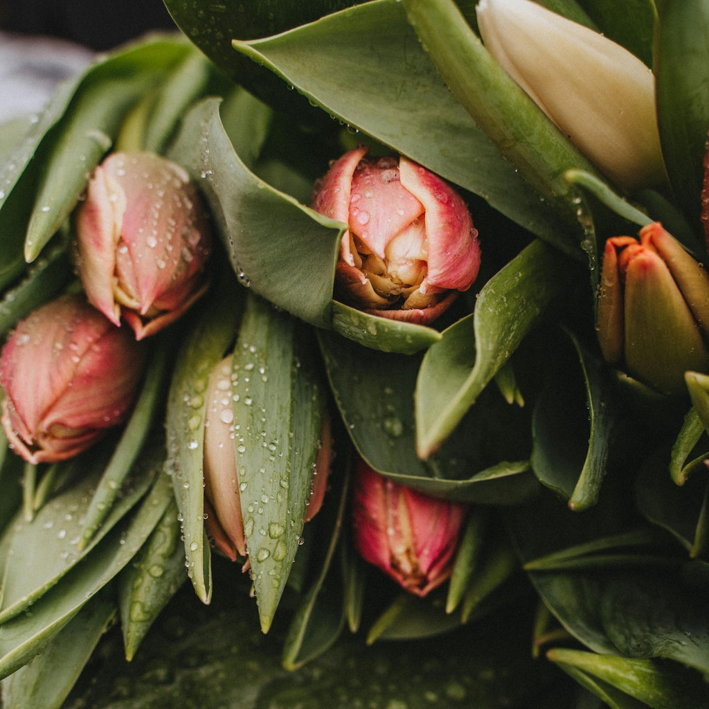 Oranje tulpen