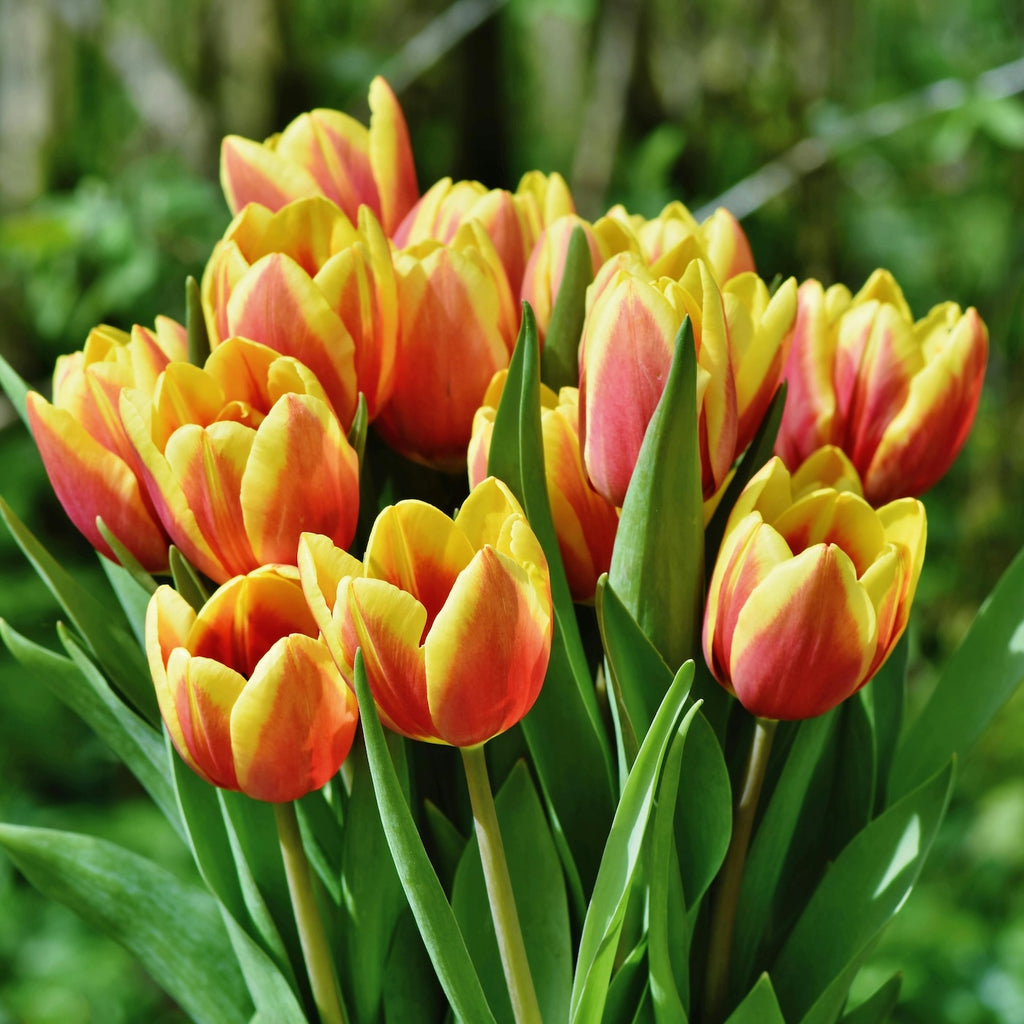 Oranje tulpen
