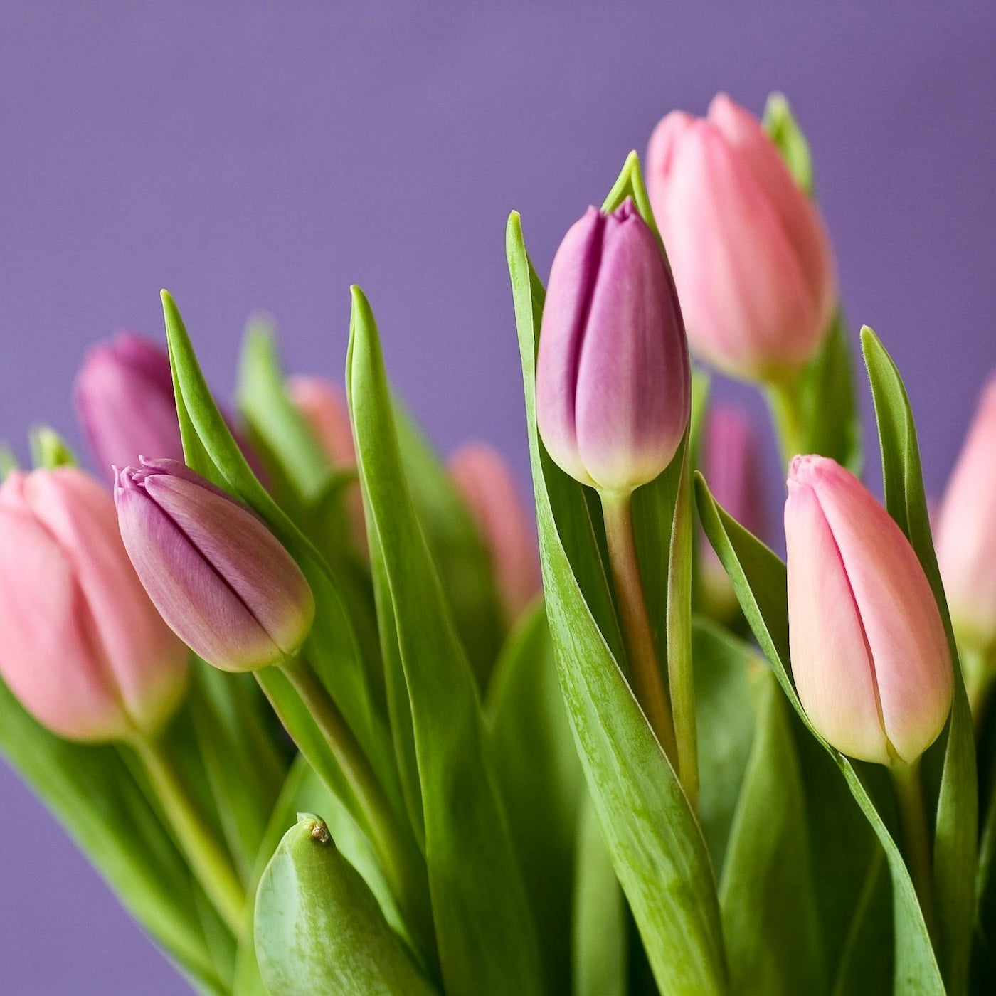 Paarse tulpen