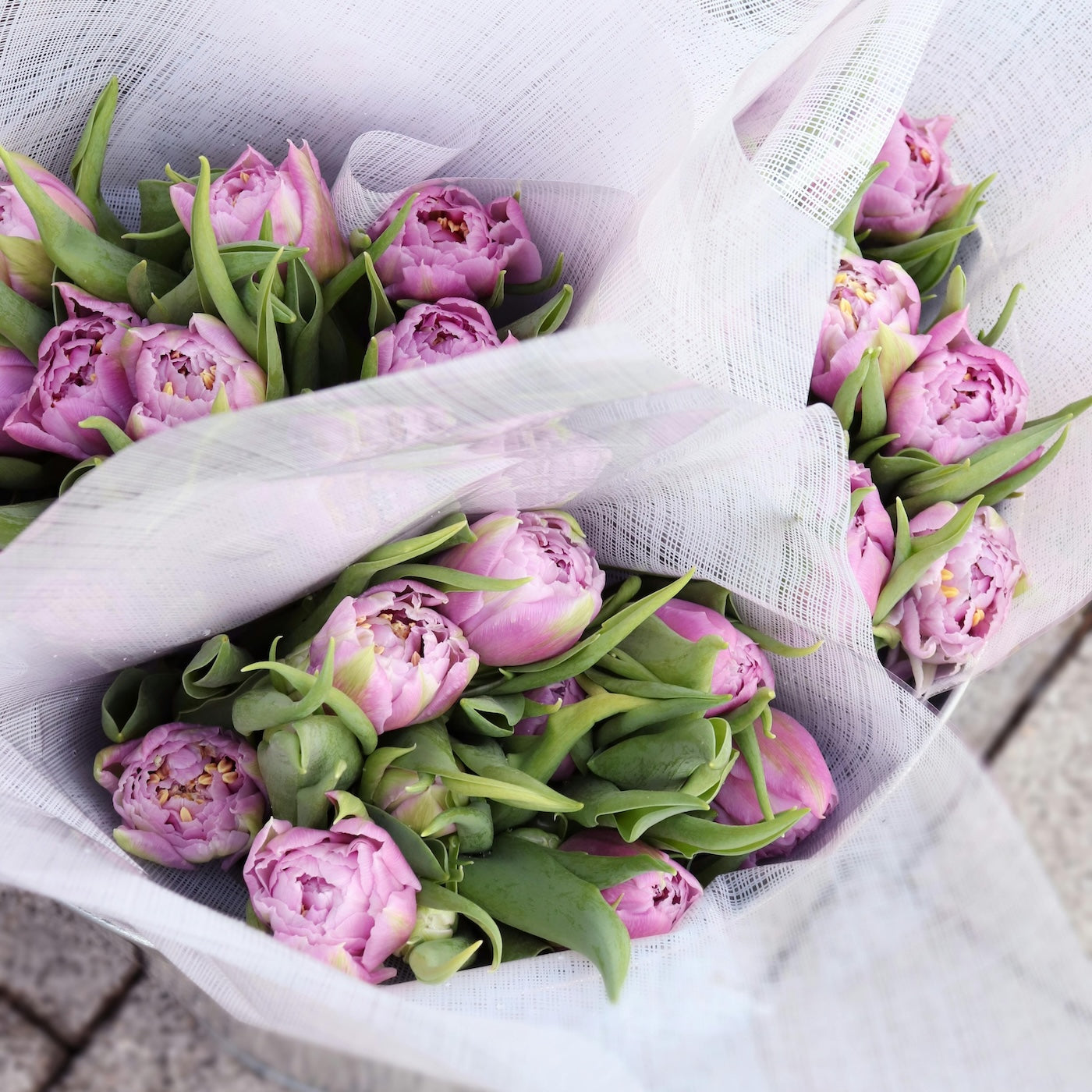 Paarse tulpen