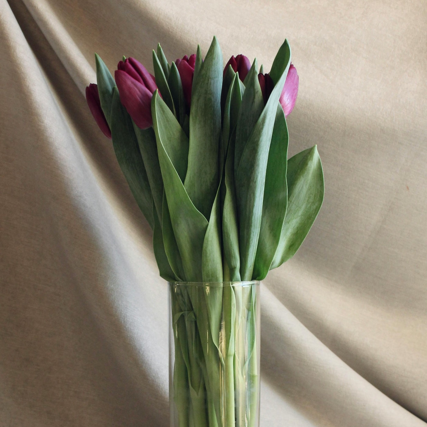 Paarse tulpen